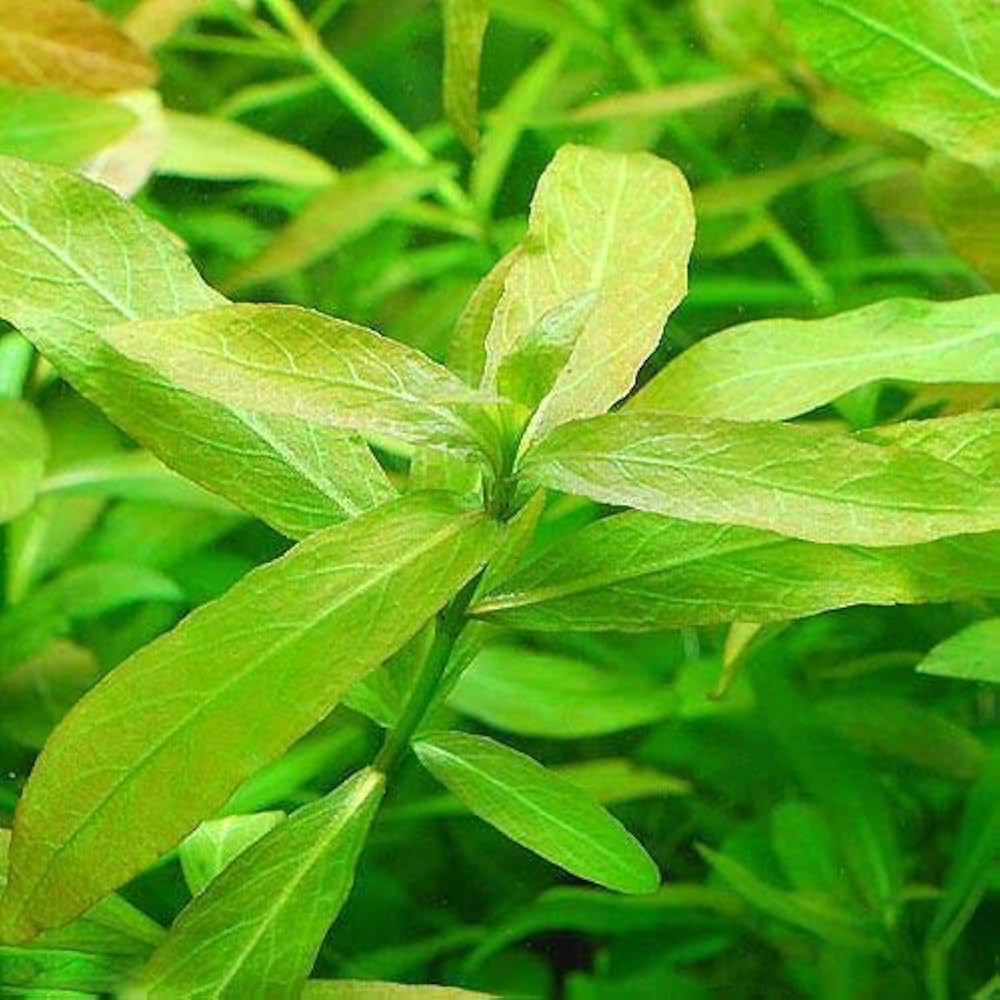 Amazon.co.jp: （水草）ハイグロフィラ ポリスペルマ（水中葉）（無