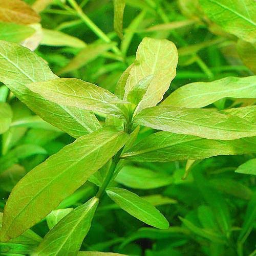 （水草）ハイグロフィラ ポリスペルマ（水中葉）（無農薬）（５本）