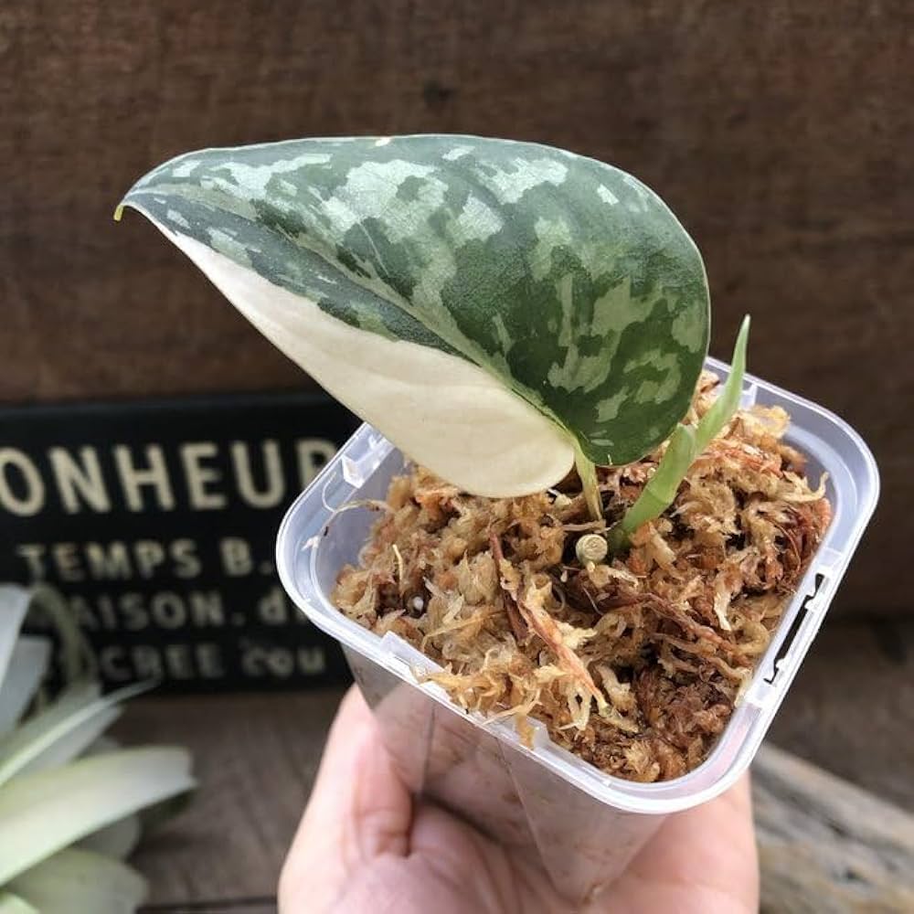 スキンダプサス　マヤリ　斑入り　カット苗 Amazon｜スキンダプサス マヤリ斑入りScindapsus Pictus