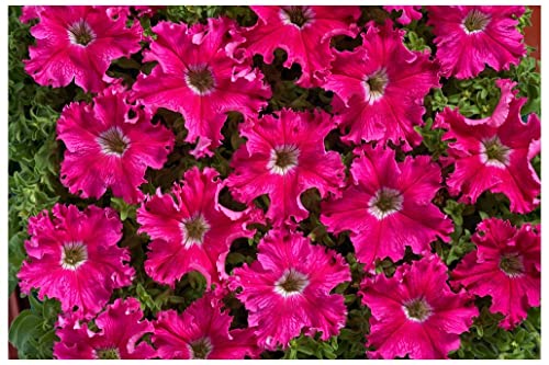 PREMIER SEEDS DIRECT Petunia FIMBRIATA- Aphrodite F1 - Rosy - 40 PELLETS