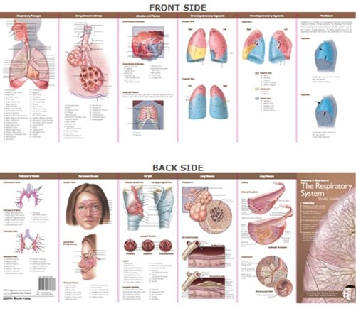 Anatomical Chart Company s Illustrated Pocket Anatomy Anatomy Disorders Of The Respiratory 