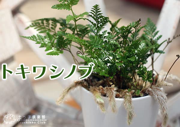 Amazon｜ミニ観葉 『 トキワシノブ 』 9cmポット苗｜観葉植物