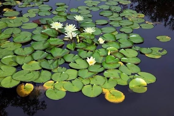 Garden Fresh Water Lily Bulb Combo - pack of 1 | Water Lily Bulb-image-28