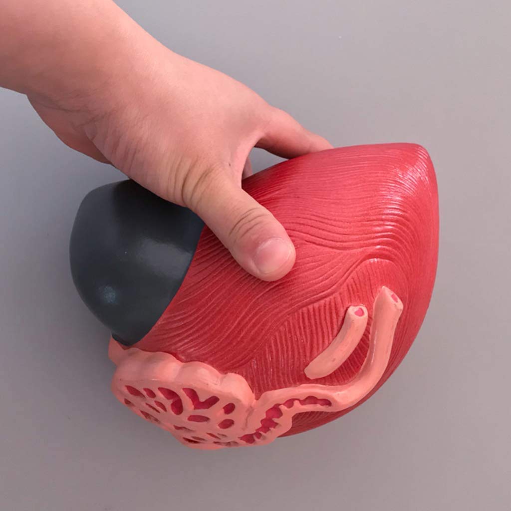 sjdoPulse Huamn Organ Anatomical Model - Bladder Anatomical Model - Male Bladder Prostate Magnification Medical Teaching Model - for Medical Educational Training Aid