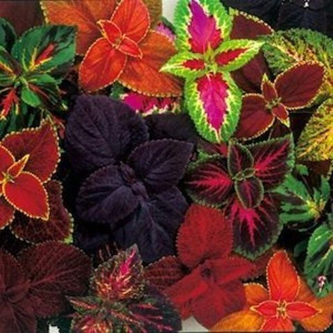 OhhSome Flower Seeds Coleus - Improved Rainbow Mixed -Ornamental Plant Gardening Seeds Kitchen Garden Seeds Pack - Eco" (B07Y87J81C) Amazon Price History, Amazon Price Tracker