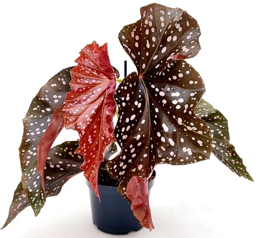 POWERS TO FLOWERS - BEGONIA MACULATA BLACK FOREST, vaso 12cm diametro, pianta vera