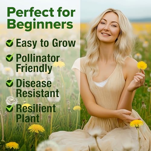 Image of HOME GROWN Dandelion Seeds for Planting 600 Heirloom Medicinal Herb Seeds (~0.3g) Non GMO Grow Edible Leaves and Flowers for Remedies or Wildlife (Taraxacum officinale)