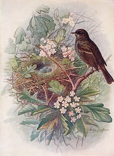 Affiches et gravures accenteur d'oiseau de haie George Rankin grand format 60x90