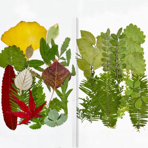 36 piezas hojas secas prensadas para decoración artesanal miniatura 1