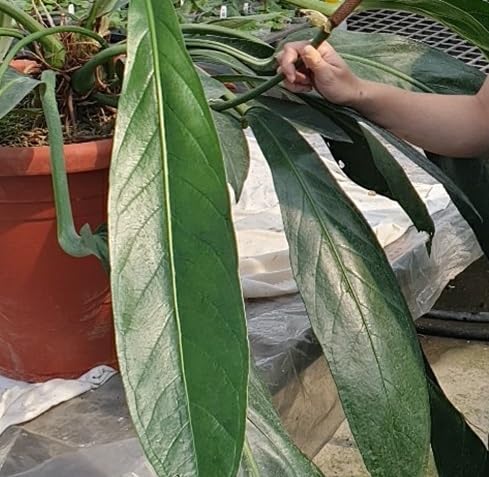 Anthrium BigBill アンスリウム Amazon.co.jp: Anthurium 'Big Bill' @bikamori.com