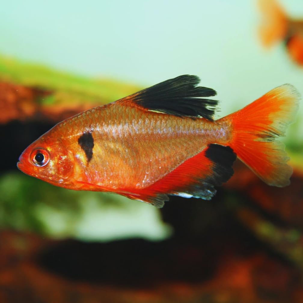 Serpae Tetra (Pack of 8 Fish) - Live Fish for Aquarium Exotic Freshwater Live Fish, Live Aquarium Fish, Live Fish, Live Freshwater Fish Freshwater Fish Live