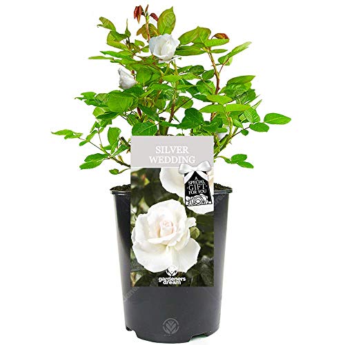 Silver Wedding Rose - 25th Wedding Anniversary - Help Celebrate a Special Couples Silver Anniversary with a Unique Living Plant Gift