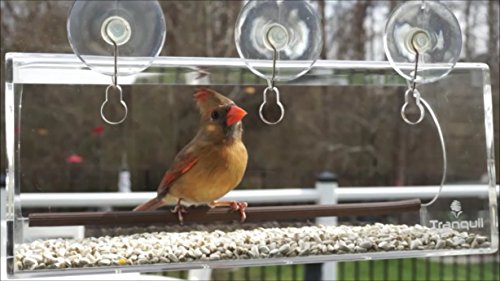 Encuentra la mejor selección de Corona tazas de baño - los más vendidos. 2 Imagen adicional