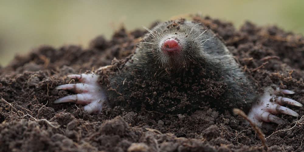 Pułapki na mole i krety 3 szt. Ekologiczna pułapka na mole na działce lub ogrodzie