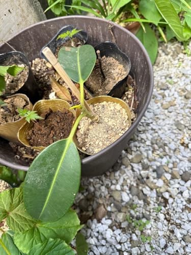 観葉植物 フィカス・エラスティカ」の人気商品一覧 | 安い商品を通販