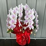 テーブル胡蝶蘭（中輪）３本立【SHOPマルハナ】 (ピンク３本立)