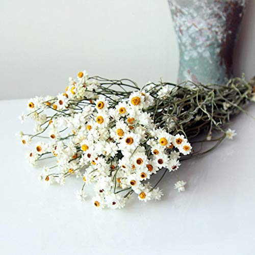 Ramo de flores secas de crisantemo silvestre para decoración miniatura 6