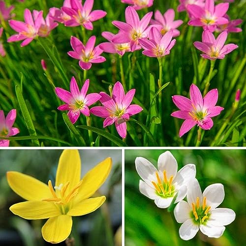Plantogallery Rain Lily Bulbs - Pack Of 3 Bulbs (Mixed) (B0CG33193V) Amazon Price History, Amazon Price Tracker