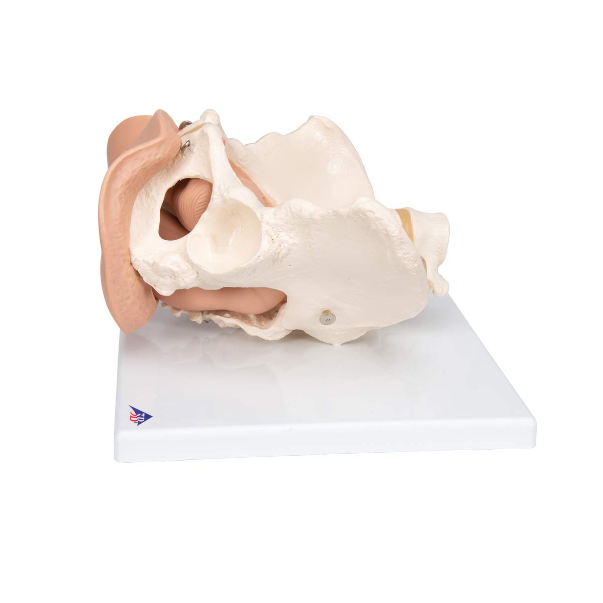3B Scientific® Pelvis Femenina con Órganos Genitales – Modelo Anatómico Humano de 3 Partes a Tamaño Real + Smart Anatomy App (Garantía de 5 Años)