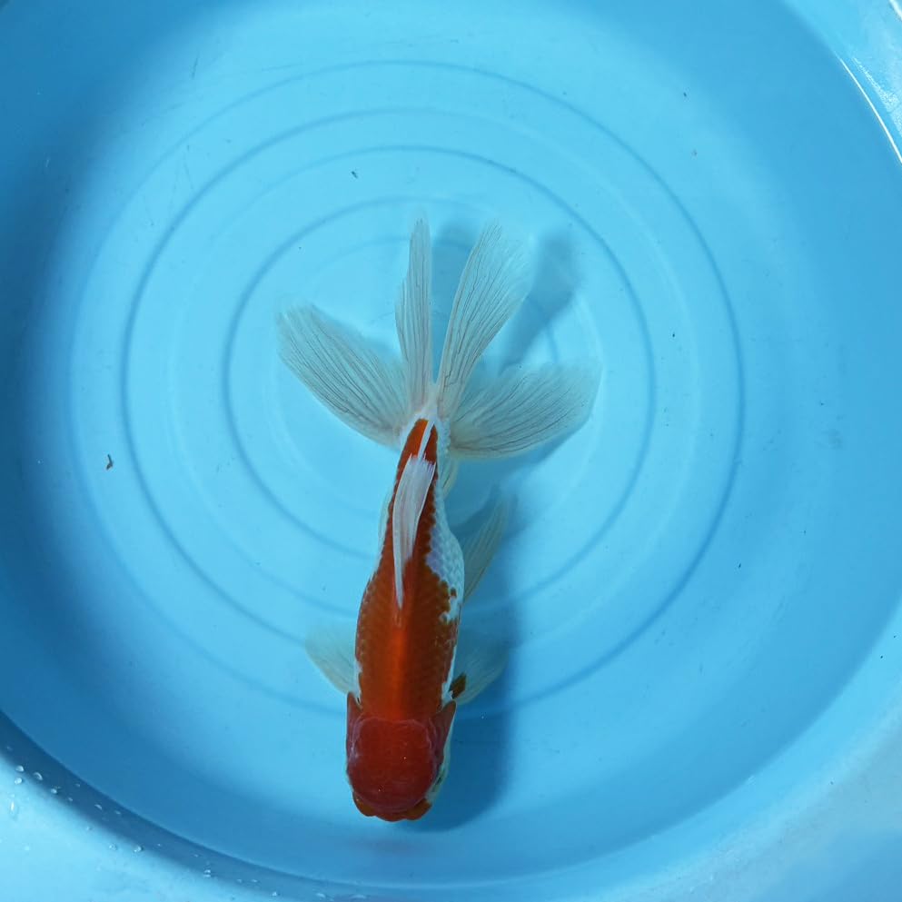 ジャンボオランダ獅子頭2 金魚 ジャンボオランダ獅子頭 38cm 【公式通販】