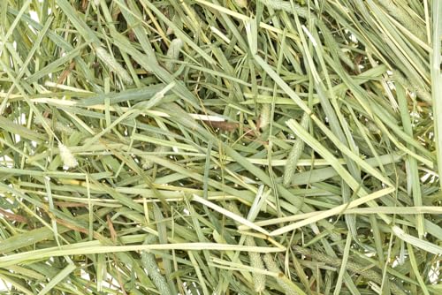 CZ Grain Alfalfa Natural Timothy Hay para Conejos y Cobayos (8 lbs)