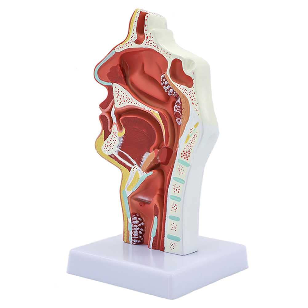 Modèle de cavité nasale et gorge AMITD pour étude de la rhinite et des polypes