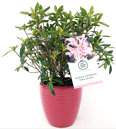 POWERS TO FLOWERS - AZALEA DA ESTERNO PINK SPIDER, vaso 20cm Diametro, pianta vera