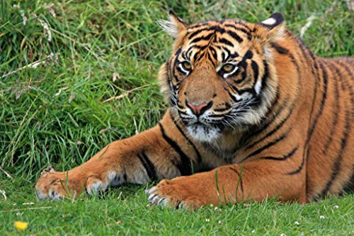 Fabulous Affiche Poster Gros Plan Tigre Etendu Dans l'Herbe Vie Sauvage