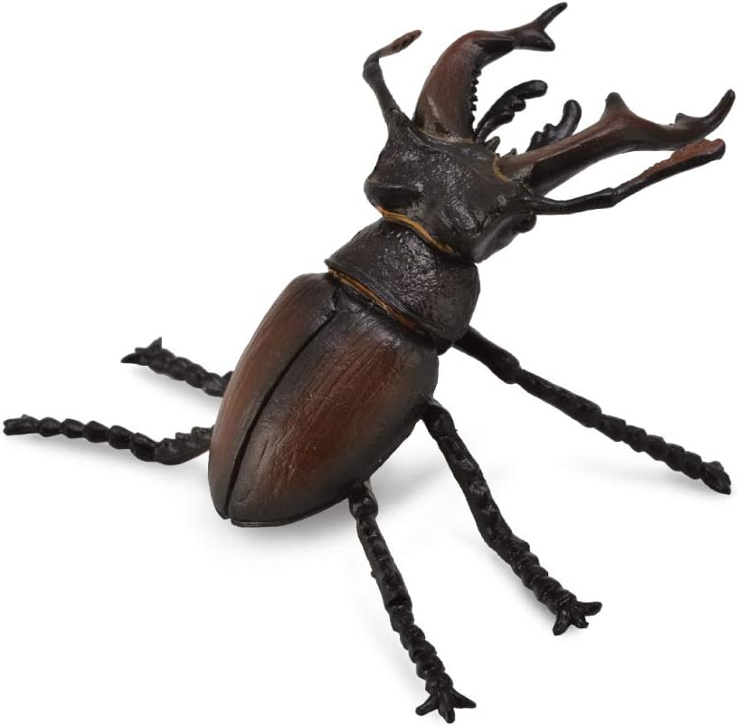 Stag Beetle