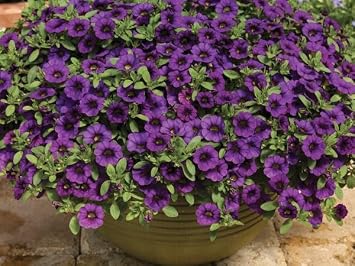 New Fresh 100pcs Purple Calibrachoa Flower Seeds Generic