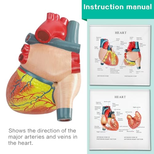 Image of Human Heart Anatomical Model, Life Size 2 Parts Human Heart Model Shows Arteries Veins with Base and Detailed Guide for Medical Science Education Study or Teaching