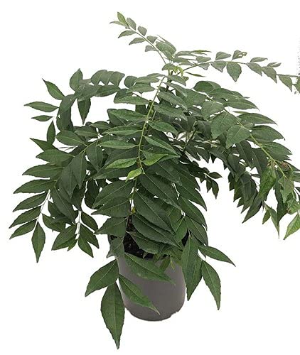 Karipatta For Home Garden Seed (B09HC2M828) Amazon Price History, Amazon Price Tracker