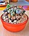 100 seeds Lithops Pseudotruncatella Living Stone Rare Succulent Seeds Home Garden Plant seeds free shipping