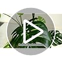 Large Artificial Monstera Deliciosa Fake Plant with White Planter, 6.6Ft Faux Floor Plants Fake Tropical Tree with Pot for Indoor Outdoor Office House Living Room Home Decor