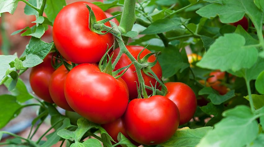 Tomato plant sapling, High germination (Pack of 2) (B0CM9HS241) Amazon Price History, Amazon Price Tracker