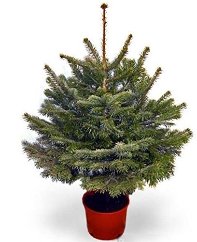 Plantsworld Christmas Tree Live Plant (B073XKVT1H) Amazon Price History, Amazon Price Tracker