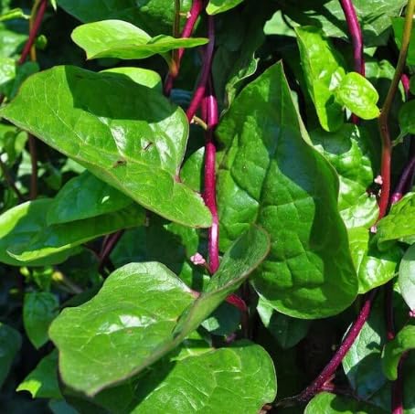 Dream big shop Pui Saag Seeds | Pui Shak (Malabar Spinach Seeds) Pack of 150-image-42