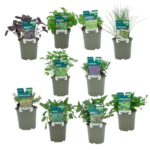 Verdecora Pack de 10 Plantas Aromáticas naturales en maceta de Ø11 cm | Selección Aleatoria de Especies Aromáticas y Culinarias | Hierbas Frescas para Cocina, Jardines y Huertos Urbanos