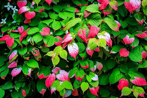 20 Variegated Leaf Hardy Kiwi Vine Seeds - Actinidia kolomikta