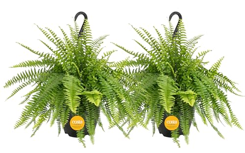 Costa Farms Ferns (2 Pack), Live Premium Boston Fern Plants in Hanging Basket Planters, Houseplants...