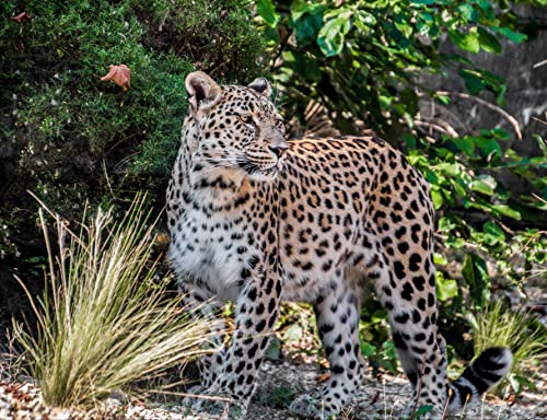 Preisvergleich Produktbild hansepuzzle 28747 - Persischer Leopard Puzzle 1000 Teile - Tierwelt-Puzzle mit hochwertiger Aufbewahrung: Kartonbox und wiederverschließbarem Beutel - Format 60 × 46 cm