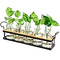 THYGIFTREE Plant Propagation Stations with Metal Stand, Tabletop Plant Terrarium for Propagating Hydroponic