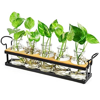 THYGIFTREE Plant Propagation Stations with Metal Stand, Tabletop Plant Terrarium for Propagating Hydroponic