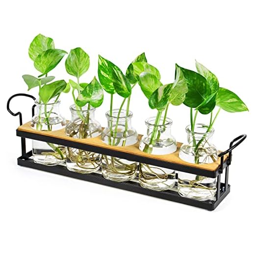 THYGIFTREE Estaciones de propagación de Plantas con Soporte de Metal, terrario de Plantas de Mesa para propagar hidropónico, Maceta de Vidrio Retro, florero de Flores, decoración del hogar, Cocina