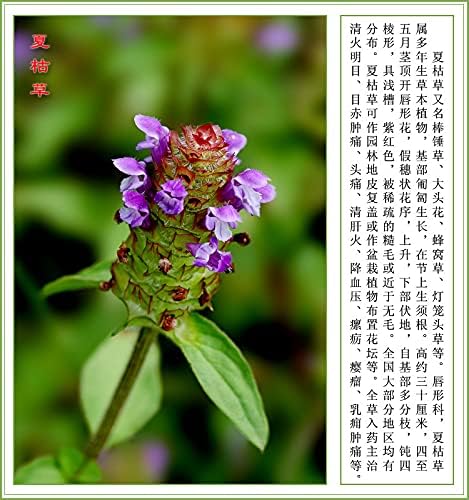 Miniatura 7 de Greenlike Fruta común Sellfheal - Spike Spica Prunellae Xia Ku Cao