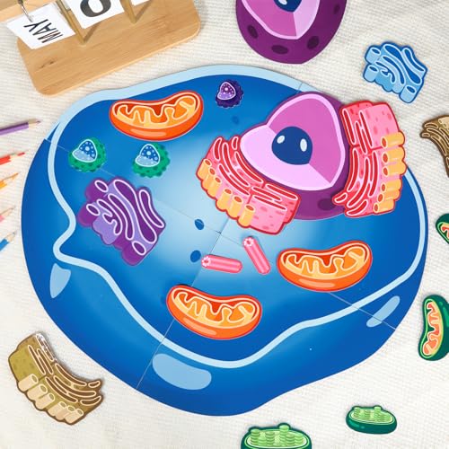 Image of 2 Set Magnetic Animal and Plant Cell Model Clearly Magnets Anatomy Models Educational Science Kits Back to School Biology Classroom Decor for Lab Decorations Teacher Must Haves Learning Teaching Aid