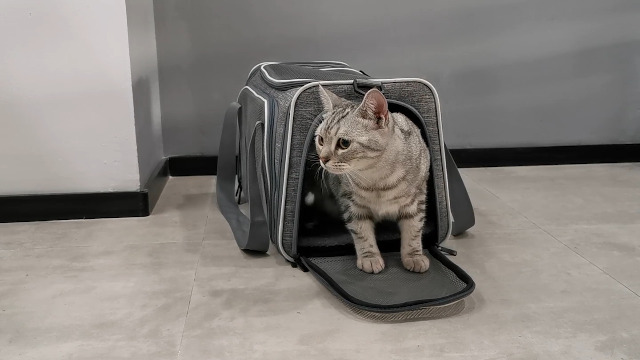 Cat Carrier - Portable Foldable Dog Pet Carrier, Soft-Sided Pet Bag up to 22 Lbs, Airline Approved Travel Puppy Carrier - image 8