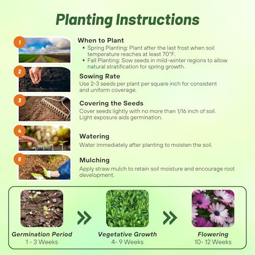 Outsidepride Akila Mix Osteospermum African Daisy Seeds - 10 Pcs. Perennial Flower Seeds for Planting Outdoors with Long-Lasting Blooms, Drought-Tolerant, Easy to Grow for Sunny Gardens & Borders