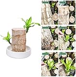 Geeignet für Erwachsene und Kinder zum Pflanzen: Es wird nur wenig Sonnenlicht, Luft und Wasser benötigt (nur 0,5 cm Wassertiefe in das Becken geben, es kann überleben).