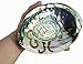 Big Large Green Polished Abalone Sea Shell Haliotis Fulgens 7" - 7 1/2"